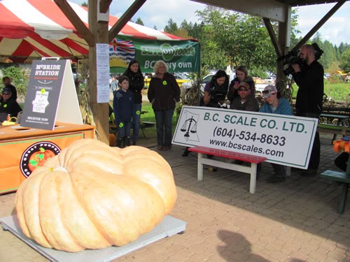 2013 Pumpkin Weigh Off at Alder Acres using B.C. Scale Co. Ltd. Floor Scale
