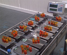 UK Vine Tomato Packers choose Aja Selector Scale for half vine retail weighing solution