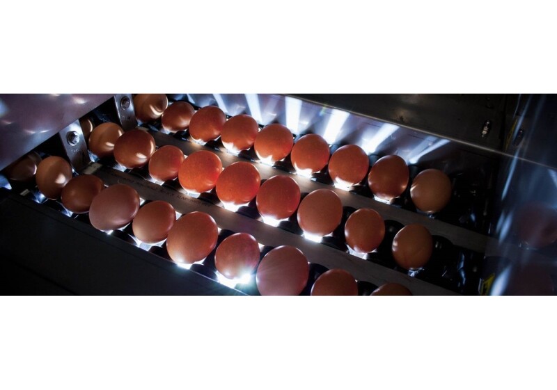 DAMTECH Egg-Handling BV Uses Zemic Load Cells and Weight Transmitters for their Egg-Weighing Machine