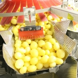 Ishida’s Multihead Weigher provides gentle solution for potatoes